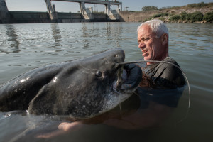 Landscape MS side profile of Jeremy Wade holding the head of the catfish elevated above the surface of the water. Jeremy is looking at the body of the fish which is facing Jeremy. The dam in the background to the right of frame. Location: Isola Serrafini Dam