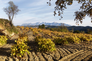 Vinya tardor. Finca Raventos i Blanc