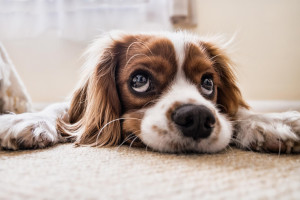 cocker-spaniel