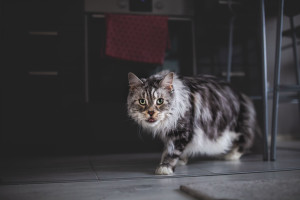 cat