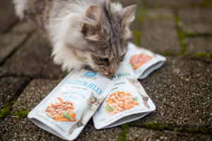 cat_brit