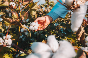 taking-cotton-from-branch-by-farmer