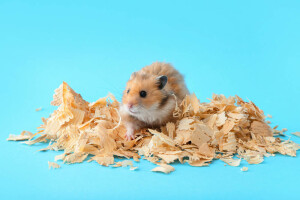 Funny hamster with wood shavings on color background